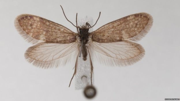 독일 하노버에서 발굴된 고대 암석의 화석에서 발견된 나비와 같은 종에 속한 나비. BBC 홈페이지 캡처 