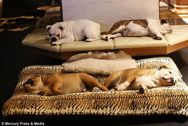 불독들의 고급스런 잠자리 침대(사진출처:Mercury Press & Media) 