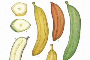 [이소영의 도시식물 탐색] 새로운 바나나에 적응할 준비 되셨나요?