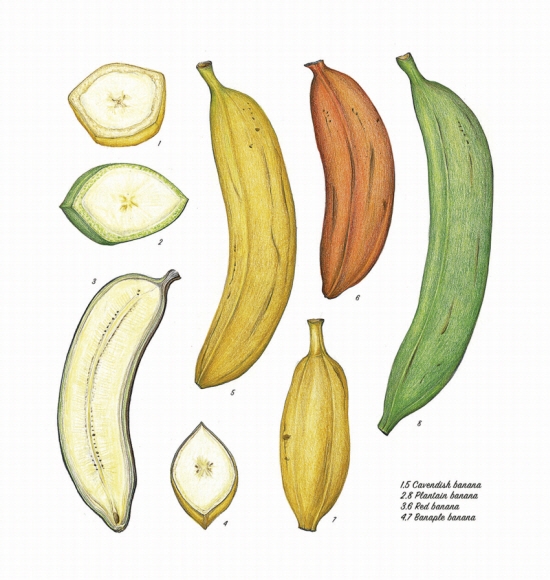 현존하는 바나나 품종들. 1·5-캐번디시 바나나, 2·8- 플란틴 바나나, 3·6- 레드 바나나, 4·7- 바나플 바나나.