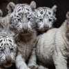 中, ‘여섯 쌍둥이’ 흰색 호랑이 새끼 첫 공개