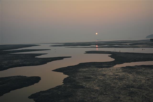 전남무안갯벌. 무안군제공