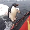 보트 위로 ‘폴짝’, 남극 펭귄의 깜짝 방문