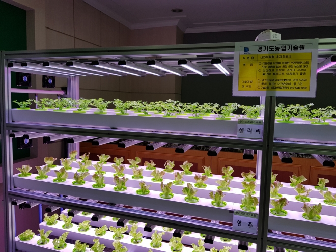 경기도청 구내 식당에 설치된 식물공장