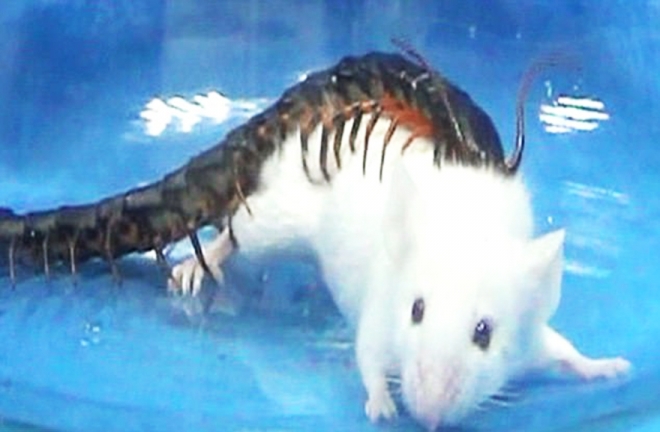 황금 머리 지네(Golden head centipede)의 강력한 독침이 생쥐를 마비시키고 있는 장면(유튜브 영상 캡처)