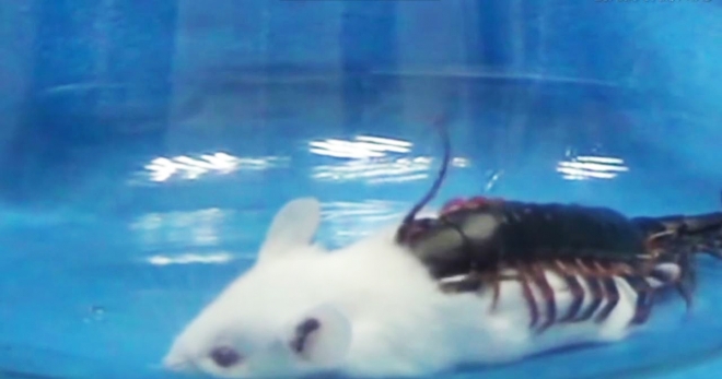 황금 머리 지네(Golden head centipede)의 강력한 독침이 생쥐를 마비시켜 죽이는 모습(유튜브 영상 캡처)