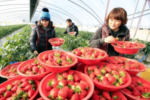 클로렐라 딸기 너무 달콤해