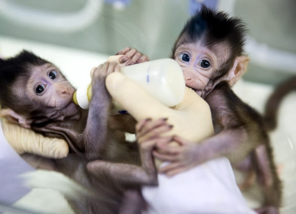 중국이 세계 최초로 복제한 짧은꼬리원숭이 두 마리가 중국과학원 신경과학연구소 연구실에서 번갈아가며 젖병을 빨고 있다. 신화 연합뉴스