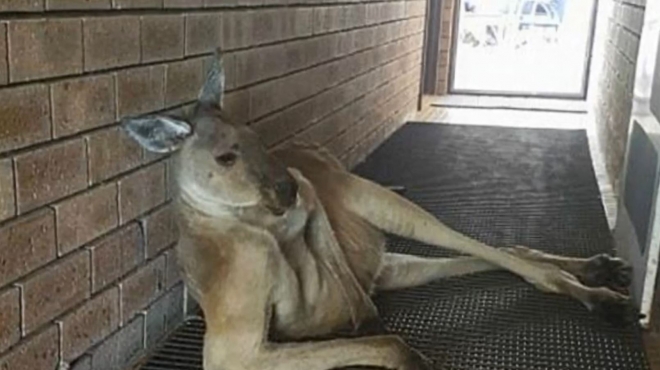 붉은 캥거루(Red kangaroo) 종으로 알려진 근육질의 호주 캥거루가 공중화장실 앞에서 휴식을 취하고 있는 모습(유튜브 영상 캡처)