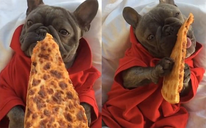 사람처럼 피자 먹는 사랑스런 개(사진출처:bluenjy 인스타그램)