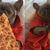 이게 ‘개’라고? 사람처럼 피자 먹는 애견 화제