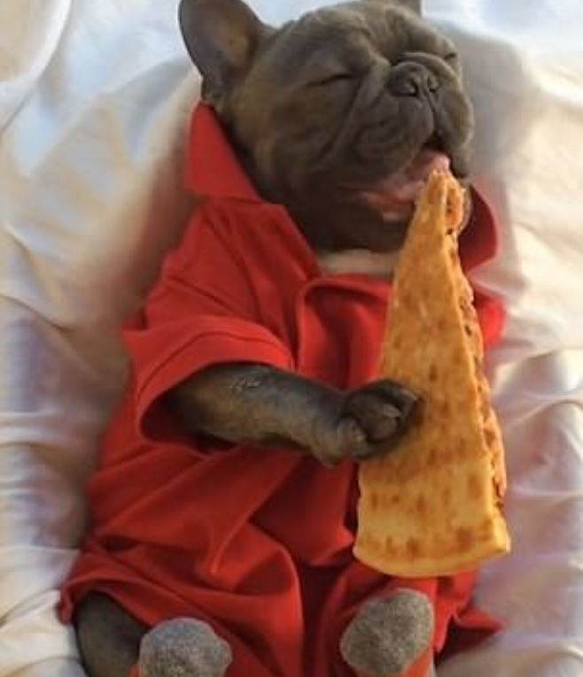 사람처럼 피자 먹는 사랑스런 개(사진출처:bluenjy 인스타그램)