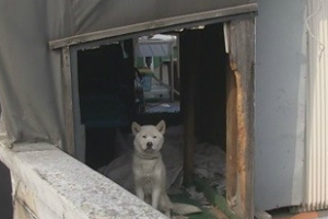 ‘동물농장’ 한파 속 옥상에 방치된 개들..얼어붙은 사체 ‘충격과 분노’