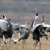 올해 철원에 두루미 930마리 왔다