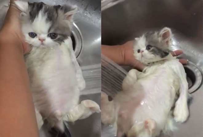 따뜻한 물로 생애 처음으로 목욕하는 페르시안 아기 고양이(유튜브 영상 캡처)