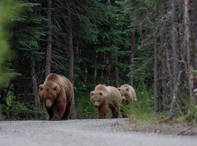 야생에 살고 있던 회색곰들도 도로, 공장, 도시 등 각종 인간들이 만든 시설로 인해 점점 거주지가 좁아지면서 삶의 공간을 잃고 있다. 네이처 제공