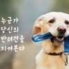 [카드뉴스] “강아지 목줄 채우셨나요?”…누군가 당신의 반려견을 지켜본다
