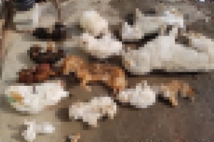 유기견보호센터서 개 50여마리 사체 발견…“굶기고 사체 방치”