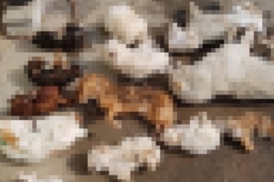 익산 유기견센터 개 50여마리 사체 발견...“굶어 죽은 듯”