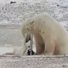 썰매 개와 다정하게 노는 북극곰 포착