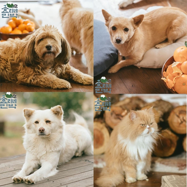 효리네 민박2