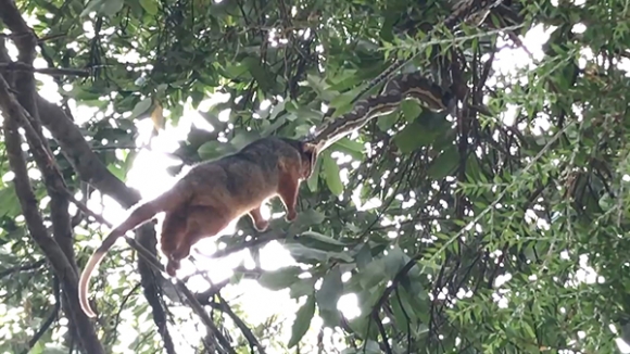 나무 위 ‘대롱대롱’…주머니쥐 삼키는 비단뱀