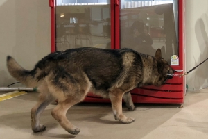 평창 올림픽 지원 임무 중 ‘탈영’…주인공은 ‘군견’ 래브라도 리트리버