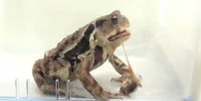 방귀벌레가 뿜어댄 100°C 유독성 퀴논(quinone)과 수증기라고 불리는 끓는 화학 물질이 두꺼비로 하여금 이 벌레를 토하게 만드는 모습(유튜브 영상 캡처)