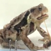 방귀벌레가 두꺼비 뱃속에서 100°C 화학물질 쏟아내는 이유