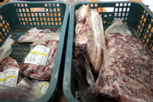 병들어 주저앉은 소 유통…브루셀라 등 전염병 가능성 배제 못해