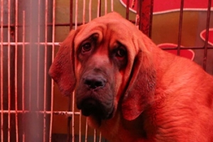 평창에 ‘보신탕’ 간판이 없다?…조직위 “경기장서 개고기 판매 안 한다”