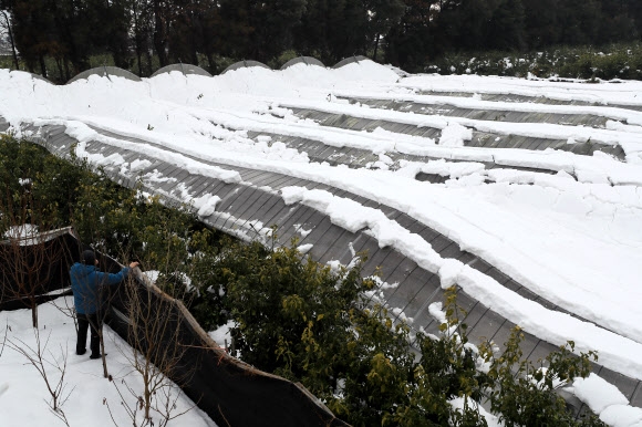 8일 제주 서귀포시 표선읍 토산리의 한 황금향 농장의 비닐하우스들이 최근 내린 눈의 무게를 이기지 못하고 무너져 있다.  서귀포 연합뉴스