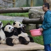 [특파원 생생 리포트] 판다 사육사는 행복한 직업? 목숨까지 잃을 수 있다는데…