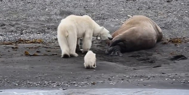 바다코끼리가 살았는지 죽었는지 확인하기 위해 코를 갖다 대는 쇠약한 어미곰과 새끼(유튜브 영상 캡처)