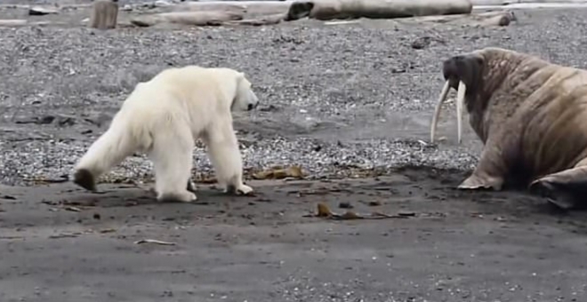 쇄약한 어미곰은 자신 보다 훨씬 큰 바다코끼리에겐 상대가 되지 않아 보인다(유튜브 영상 캡처)