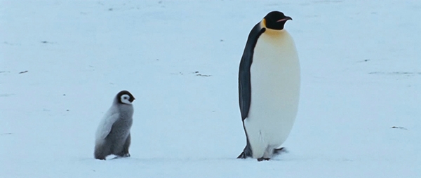 ‘펭귄-위대한 모험 2’ 예고편 한 장면.