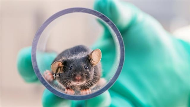 미국 미시간대 연구진이 실험용 생쥐를 튜브를 이용해 다른 실험우리로 옮기고 있다. 일반적으로 실험용 생쥐를 이동시킬 때는 꼬리를 잡고 옮기는데 이 경우 생쥐에게 스트레스 호르몬이 나와 실험 결과에도 영향을 미칠 수 있다. 미국 미시간대 제공