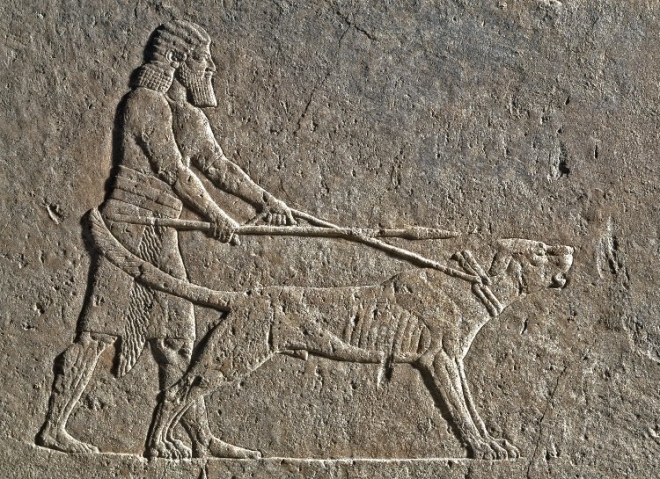 앗시리아 최후의 대왕인 아슈르바니팔(BC668~627)의 ‘사자사냥’(아시아의 개 테마전·브리티시 박물관)