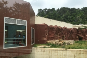 갓 태어난 호랑이 왜 안보이나 했더니…출산 후 예민해진 어미가