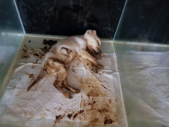 천안 펫숍에서 발견된 개들의 사체  동물자유연대 제공