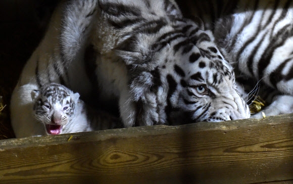 20일(현지시간) 프랑스 암네빌의 암네빌 동물원에서 갓 태어난 새끼 백호가 어미 품에 안겨있다. AFP 연합뉴스