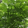 한국 특산식물 ‘물들메나무’ 엽록체 DNA 세계 첫 해독