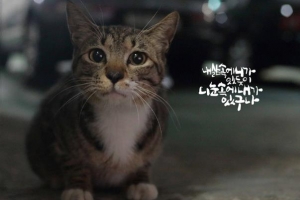 관악서 만난 ‘구사일생’ 길냥이 사진전