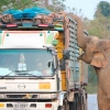 트럭에 실린 사탕수수 강탈하는 야생 코끼리