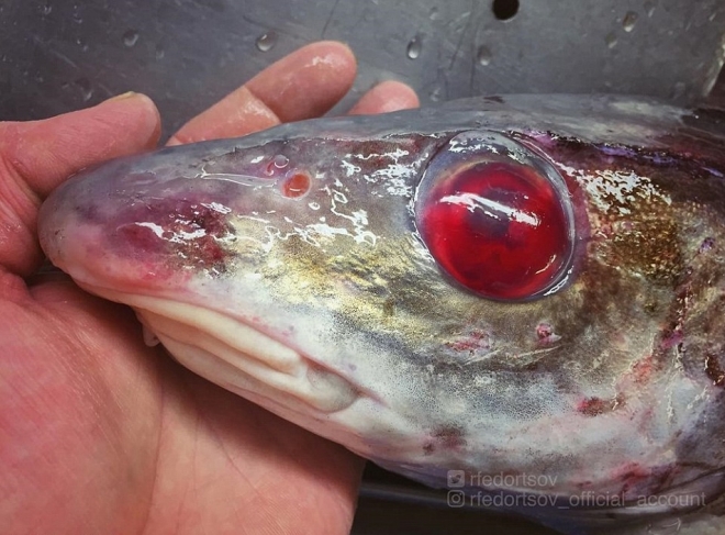 1천미터 깊이의 심해 속으로부터 건져진 물고기. ‘좀비 물고기(zombie fish)’란 이름으로 불리는 흉칙스런 모습(사진출처: 인스타그램 rfedortsov_official_account)