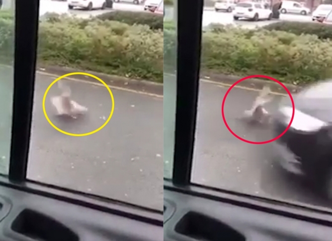 운전자가 차 안에서 던진 빵을 먹는 순간 차에 밟히기 직전의 비둘기 모습(유튜브 영상 캡처)