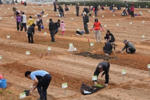 “도시 농부 모셔요” 강서, 가구당 10㎡ 텃밭 분양