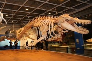 울산 장생포, 고래 잡는 포구요? 고래 테마파크죠!