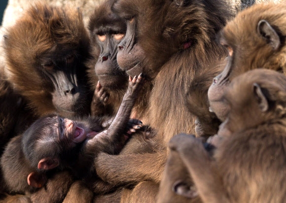   겔라다개코원숭이들이 28일(현지시간) 독일 슈투트가르트의 빌헬마 동물원에서 어린 겔라다개코원숭이를 따뜻하게 하기 위해서 모여있다. AFP 연합뉴스
