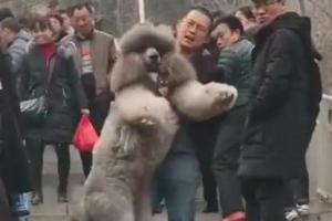 산에서 퍼져버린 강아지..낑낑 안고 내려온 주인